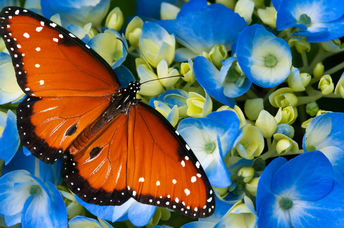 A spotted butterfly on blue flowers.