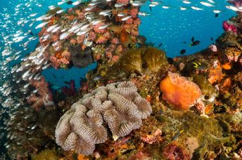 A vibrant coral reef teaming with marine life.
