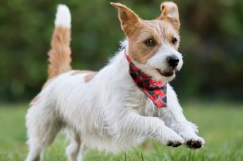 Helping shelter pets get adopted.