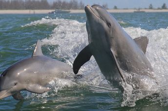 Atlantic bottlenose dolphins