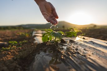 A farmer's hand waters a plant.