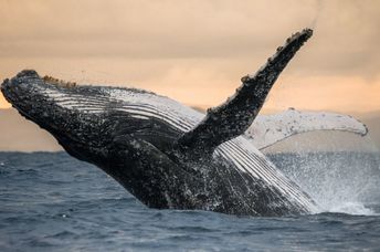 A humpback whale jumping out of the water.