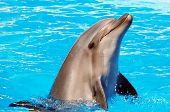 Dolphin frolicking in the water.
