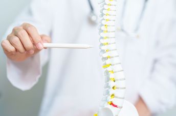 A model of a spinal cord.