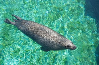 Diving Mediterranean monk seal.