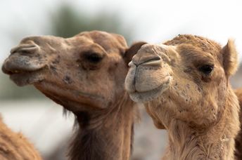 Camels may be the key to treating brain disorders.