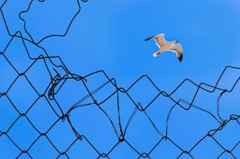 A seagull soars above a torn metal fence to freedom against a vivid blue sky.