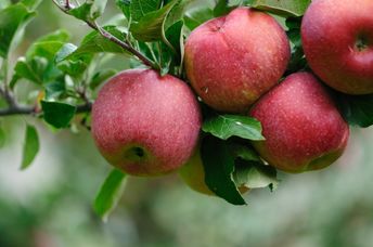 Apples that are ready to be picked.