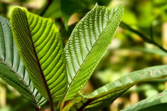Kratom leaves contain powerful plant compounds.