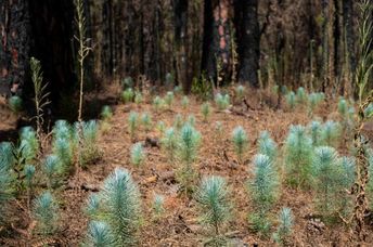 Young trees, tree seedlings in a burnt forest.
