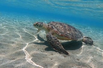 Giant sea turtle in shallow water.