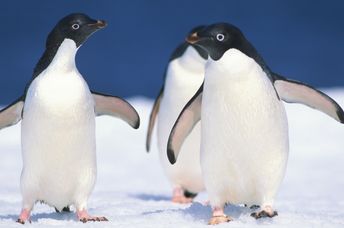 Three penguins walking together on the snow