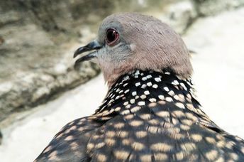 Brown pigeon close-up.