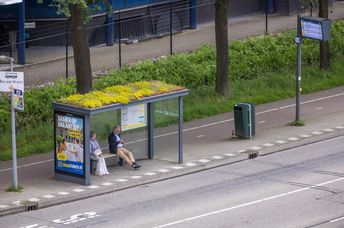 A bus stop in the Netherlands that is a haven for pollinators.