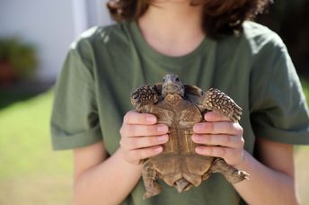 A boy holds a turtle.