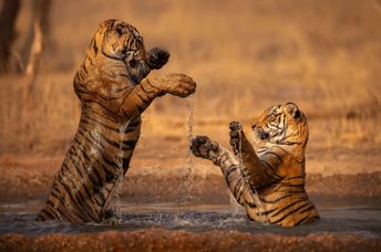Two tigers playfully stand in shallow water in India.