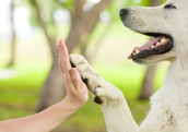 dog and person high five
