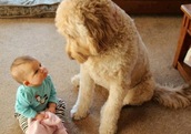 Cute photo of baby with pet dog