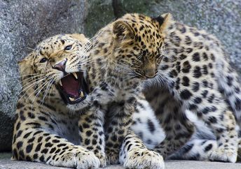 An Amur leopard cub and its mother. (Makeenosman, Creative Commons)