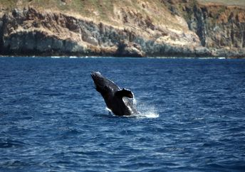 Breaching Young Humpback Whale near Socorro Island, The Revillagigedos Archipelago