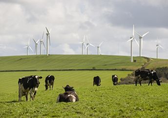 Cows graze in front of wind turbines in Cornwall, UK.