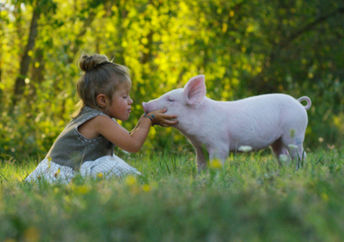 A little girl kisses a piglet on a meadow