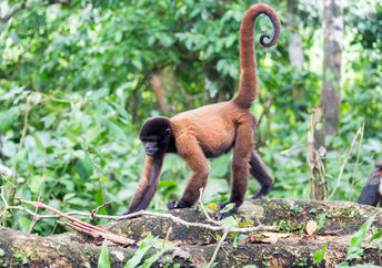 Woolly monkey in the Amazon rain forest near Iquitos, Peru