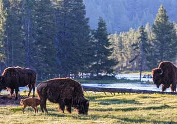 Wild American Bison waking up in Yellowstone National Park, Wyoming