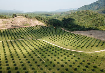 Aerial photo of a palm oil plantation in Southeast Asia