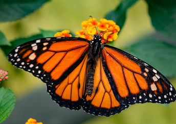 Monarch butterfly feeding on orange milkweed