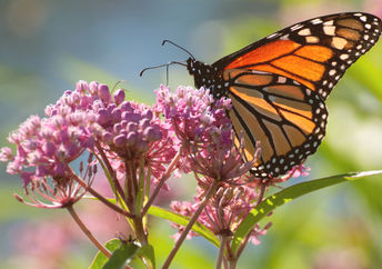 Monarch butterfly perched on milkweed flowers