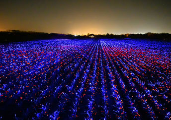 LED photobiology lights glow across a field in the Netherlands, merging art and science.