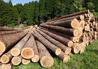 Green furniture will come from labs; not trees.