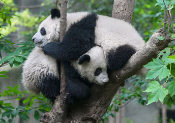 Two pandas hugging in a tree
