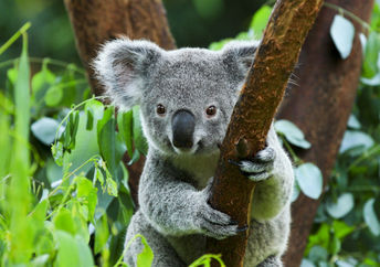 A koala climbing a tree.