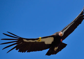 A rare California condor in flight