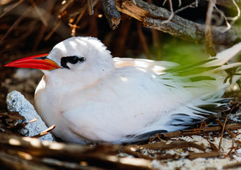 Cook Island bird