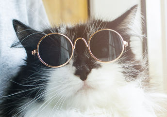 A fluffy cat proudly wears sunglasses.