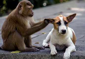 monkey and dog friends