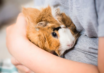 Guinea pig showing that human tissue chips may replace lab animals