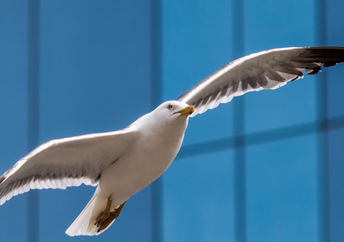 Glass building design tweaks can delight ornithologists, turning any city into a bird sanctuary