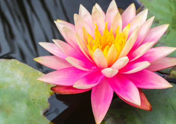 Lotus flower on water to show spiritual awakening