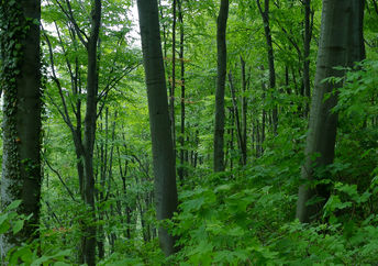 green dense forest