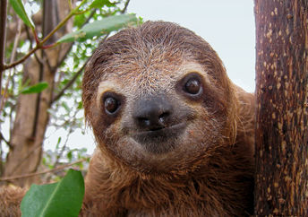 Young sloth on a branch