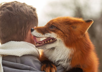 A man holds his pet fox.