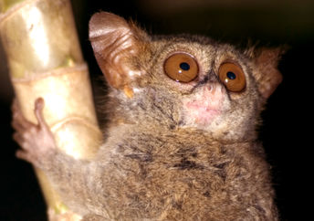 Pygmy tarsier primate in Indonesia for Earth Day
