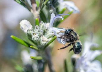 A native bee pollinating a flower.