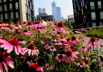Flowers and bees in New York's highline