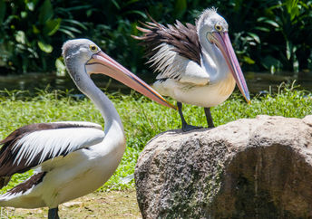 Australian pelicans