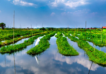Floating gardens grow food during seasonal flooding.